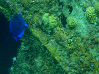 A cool electric blue fish