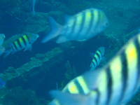 Fishes around the ship wreck